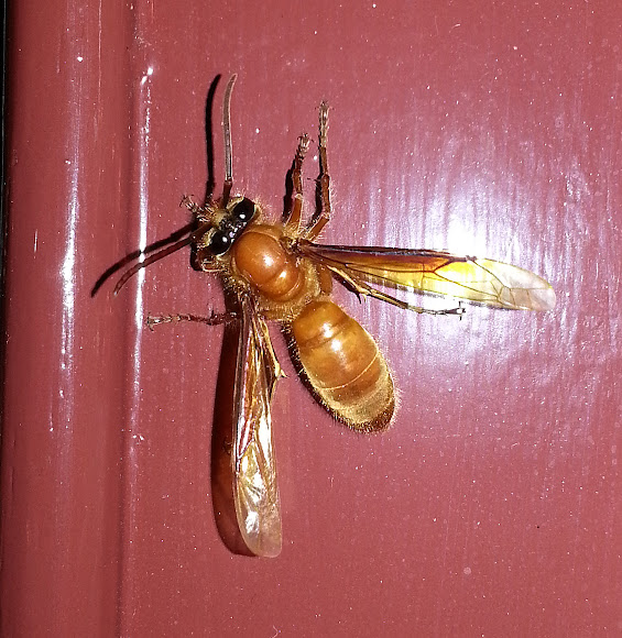 Common Nocturnal Project Noah