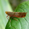 Lophopid planthopper
