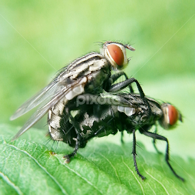 Make love not war by Kien Tran - Animals Insects & Spiders