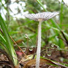 Coprinus plicatilis- Japanese umbrella inky