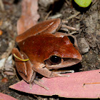 Tawny Rocket Frog