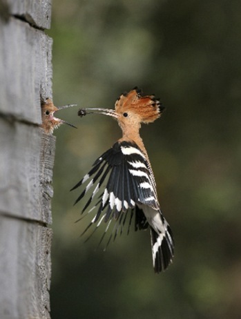 Israel national bird Hooppe picture