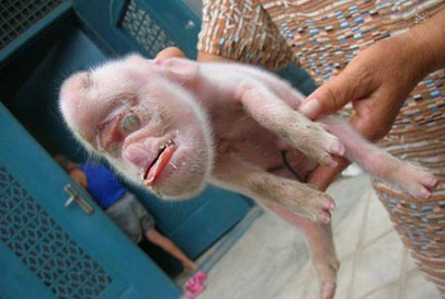 ugly monkey like piglet picture