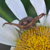 Brown Crab Spider