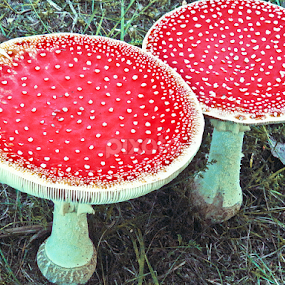 Together forever by Vladimir Krizan - Nature Up Close Mushrooms & Fungi