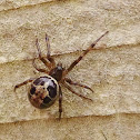 False Widow spider ?