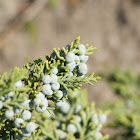 Cedar fruits