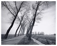 Bomenlaan in de polder