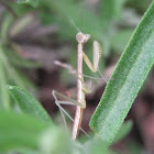 Chinese Mantid nymph