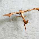 Rose Plume Moth