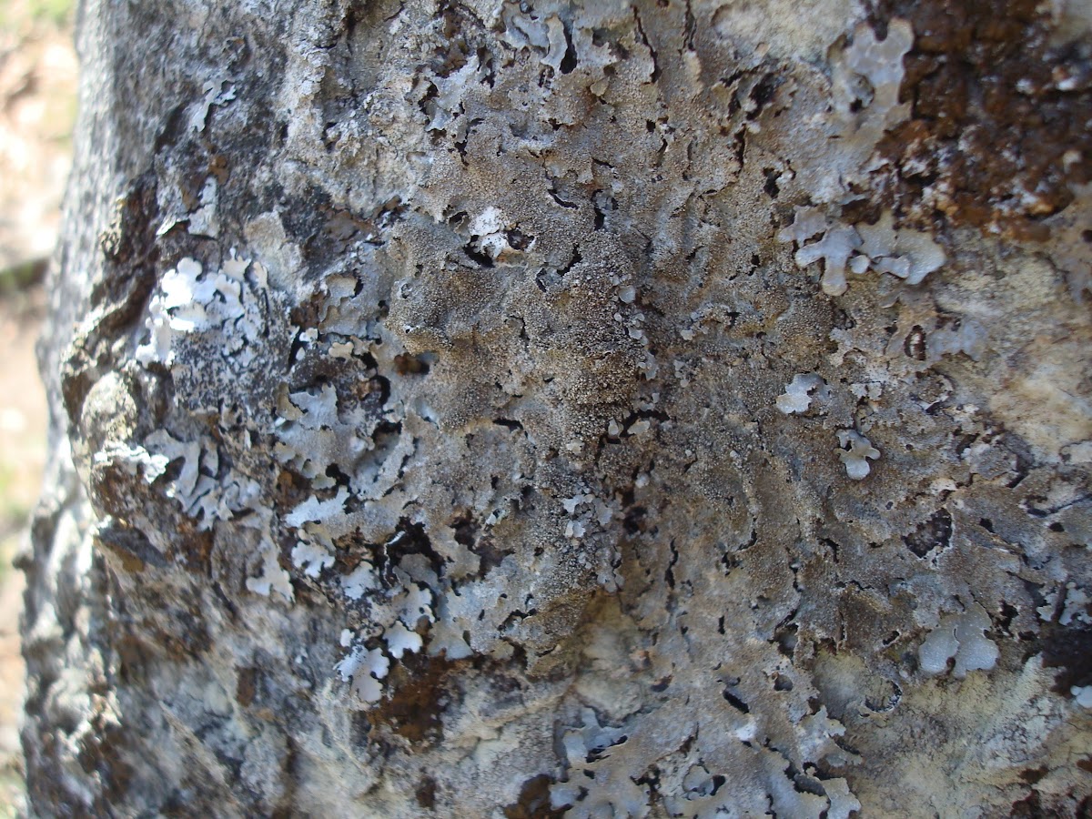 Lichen Parmelina tiliacea