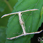Plume moths mating