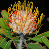 Blunt Leucospermum