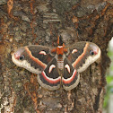 Cecropia Moth - Saturnie cécropia