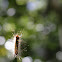 Gypsy moth