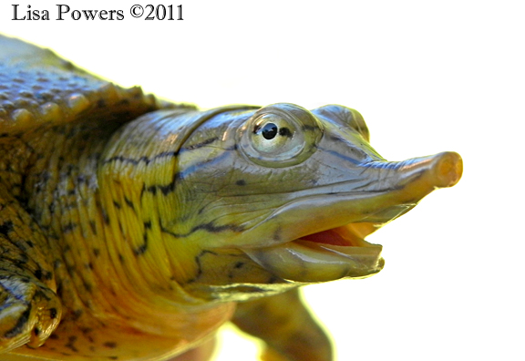 Spiny Softshell Turtle