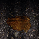 American Toad