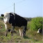 Vaca. Cow