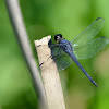 Great Blue Skimmer