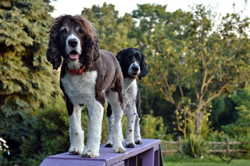 English Cocker Spaniel Dog