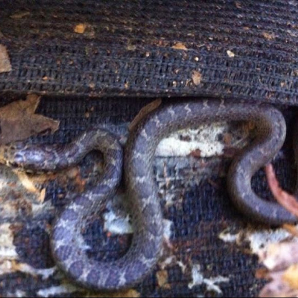 Grey Rat Snake Project Noah