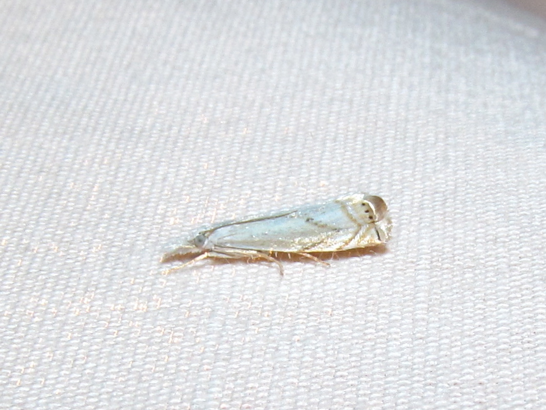 Small White Grass Veneer Moth