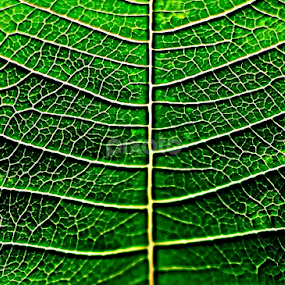 Roads!!! by Prosenjit Das - Abstract Macro