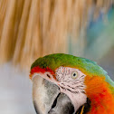 Catalina Macaw