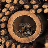 wild bee by Charles KAVYS -  