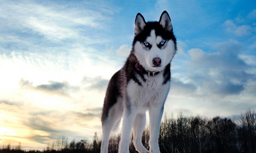 Husky Dog Wallpapers