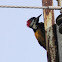 Lesser golden backed woodpecker (Female)