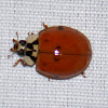 multicolored asian lady beetle