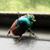 Bi-coloured Dung Beetle (Female)