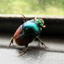 Bi-coloured Dung Beetle (Female)