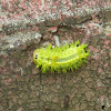Larva of Parasa lepida  麗綠刺蛾-幼蟲