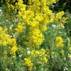 Yellow Bedstraw - Echtes Labkraut