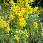 Yellow Bedstraw - Echtes Labkraut