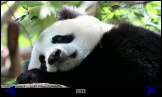 Lastest Panda Gallery HD APK