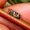 Mottled-head Gum-leaf Hopper