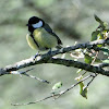 Great Tit, Carbonero común