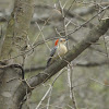 Red-Bellied Woodpecker (Female)