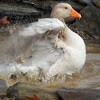 American Buff Goose (bathing)