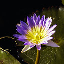 Blue water lilly