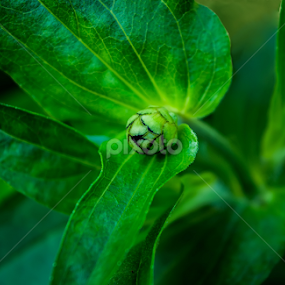 by Achala Gamage - Nature Up Close Leaves & Grasses