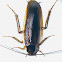 Pennsylvania wood cockroach