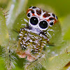 Green jumping spider (Female)