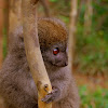 Gray Bamboo Lemur