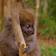 Gray Bamboo Lemur