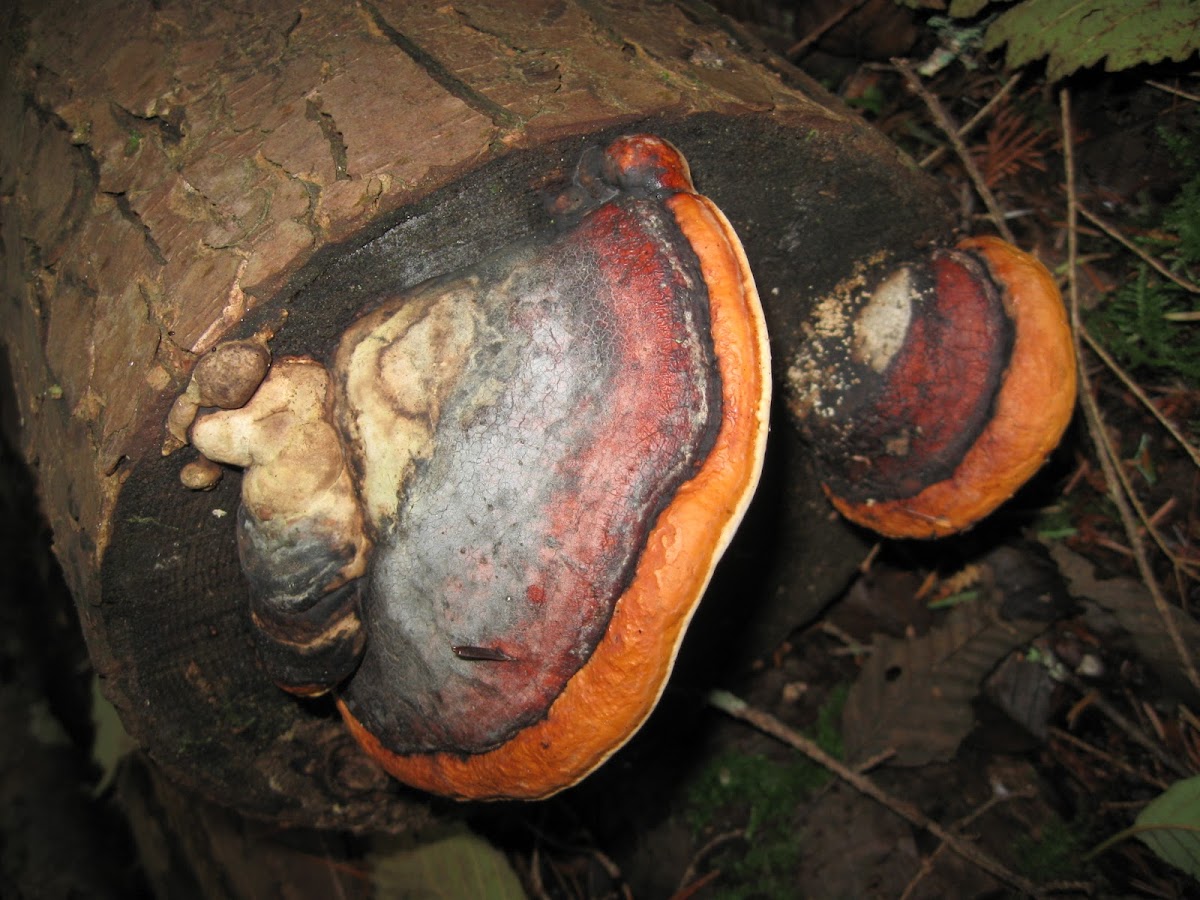 Red Banded Polypore