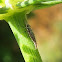 Lacewing Larva